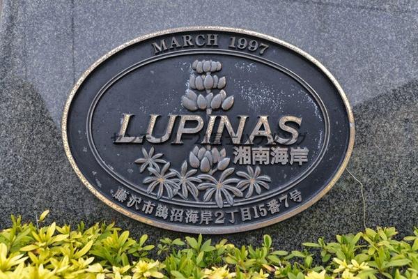 ルピナス湘南海岸