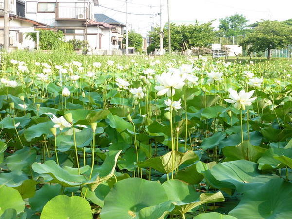 藤沢市鵠沼桜が岡1丁目　新築戸建　全1棟(桜小路公園)