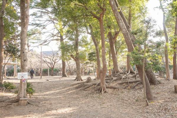 茅ヶ崎市松が丘２丁目の新築一戸建(松が丘緑地)