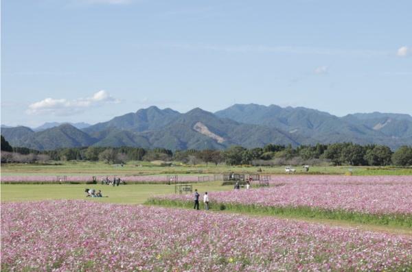 西都市大字妻の土地