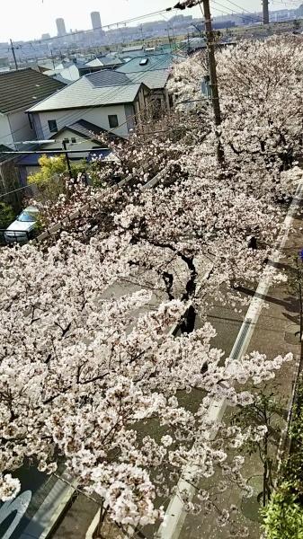 ブリリア箕面さくら並木通り