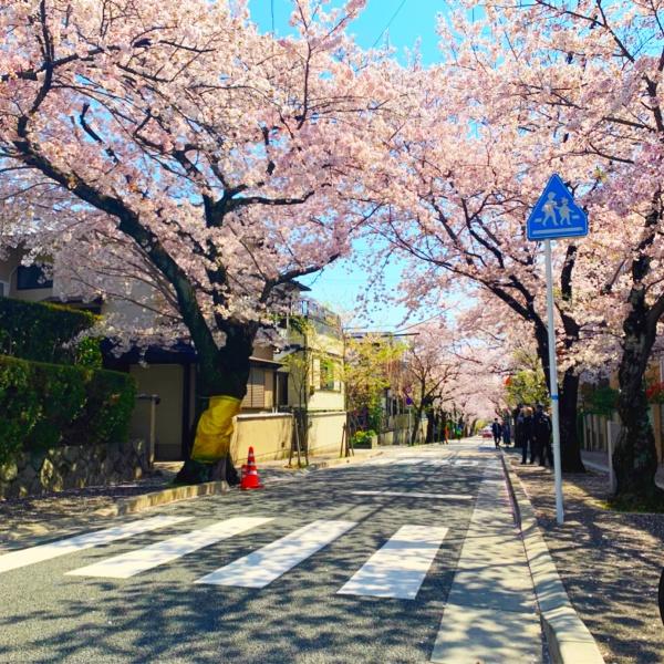 ブリリア箕面さくら並木通り