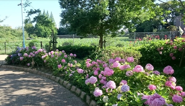 朝日プラザ北田辺(桃ケ池公園)
