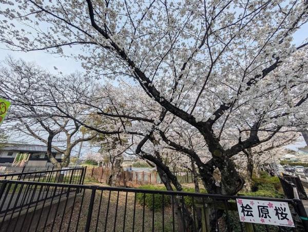 ライオンズマンション長住南(桧原桜公園)
