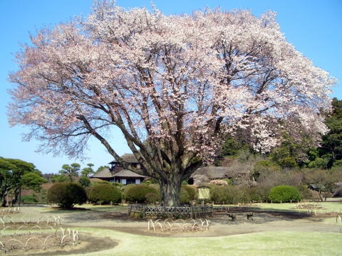 GRACE　水戸市見川　2期　限定1棟！(偕楽園公園)