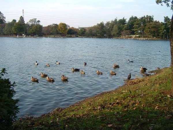 ブルーミングガーデン水戸市赤塚１丁目　3(大塚池公園)