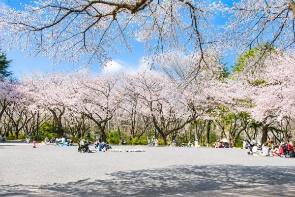 横浜市保土ケ谷区鎌谷町の新築一戸建(三ツ沢公園)