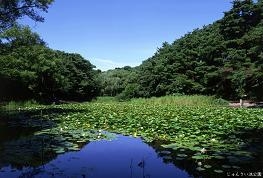 新潟市東区物見山４丁目の土地(じゅんさい池公園)