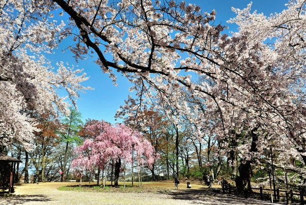 見附市学校町1丁目　新築戸建(観音山公園)