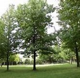 堺市南区晴美台3丁の土地(晴美公園)