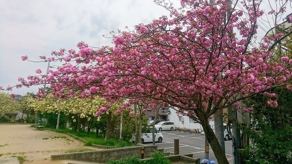 寝屋川市三井が丘３丁目の新築一戸建(2号三井公園)