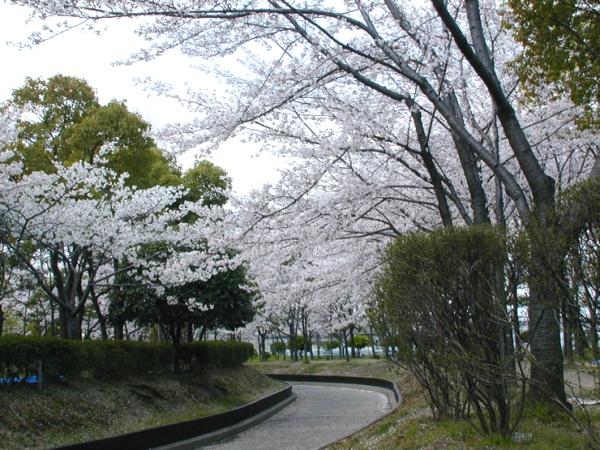 寝屋川市大成町の新築一戸建(南寝屋川公園)