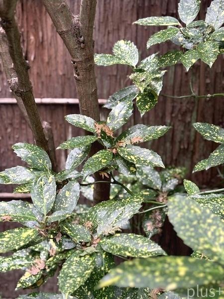 京都市上京区主税町の中古一戸建て