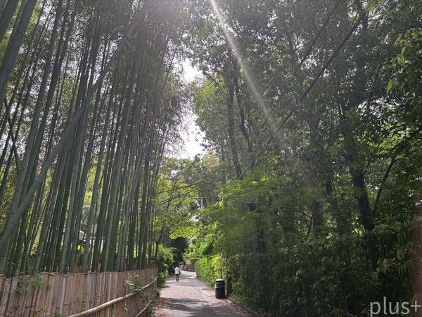 京都市右京区嵯峨釈迦堂門前裏柳町の中古一戸建て