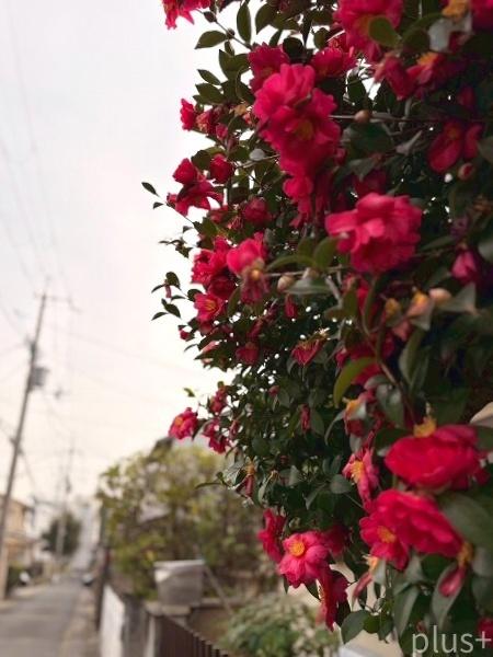 京都市右京区太秦一町芝町の土地