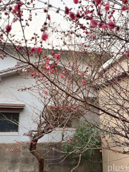 京都市右京区太秦一町芝町の土地