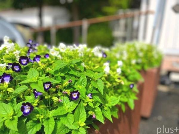 ネオコーポ嵯峨野