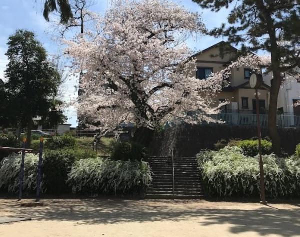 名古屋市千種区清明山１丁目の新築一戸建(清明山公園)