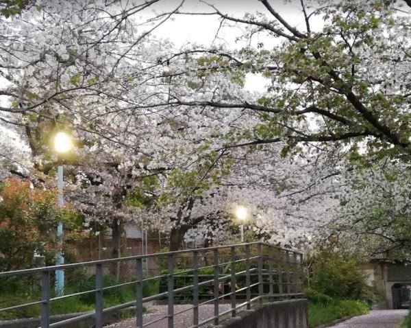 レピアこの花(伝法中公園)