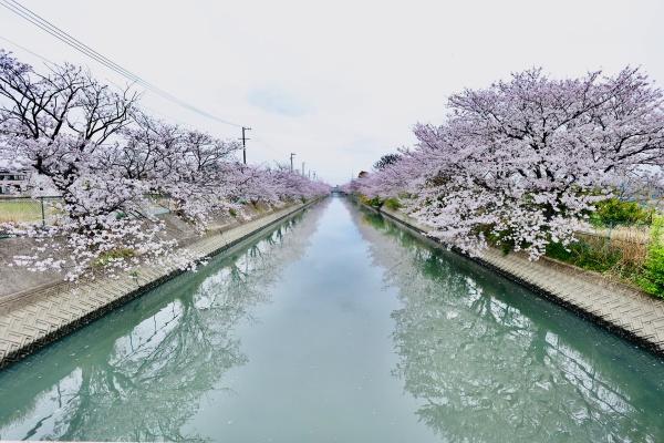 西尾市一色町味浜乾地の土地(一色町中心部の桜並木)