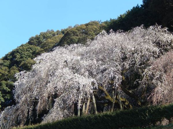 岡崎市仁木町 新築戸建 全2棟 1号棟(岡崎・奥山田のシダレザクラ)