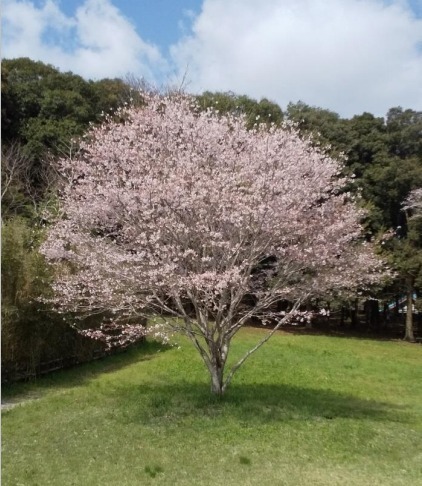 都城市山田町山田の売土地