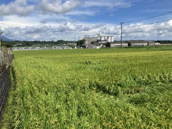 のどかな風景が広がる場所です