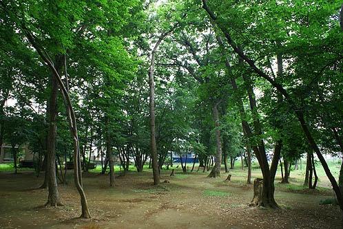 北本市宮内３丁目の土地(宮内緑地公園)