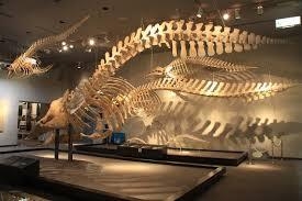 千葉市中央区葛城3丁目の中古一戸建て(千葉県立中央博物館生態園)