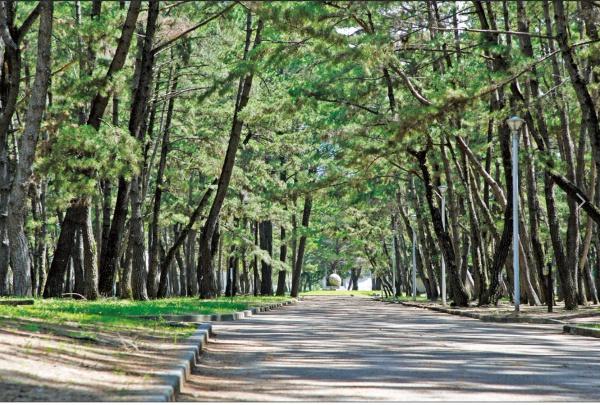 加古川市尾上町池田の土地(浜の宮公園)