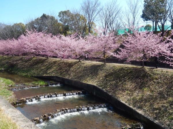 豊田市寺部町 新築戸建て全1棟 1号棟(加茂川公園)