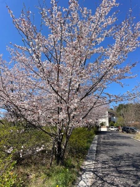 岡崎市田口町字若草の中古一戸建て