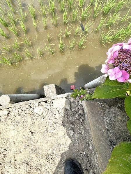 津島市葉苅町字稲葉の土地