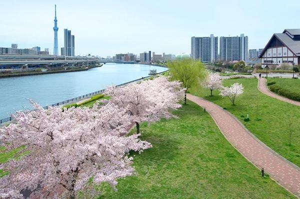 墨田区墨田5丁目(都立汐入公園)