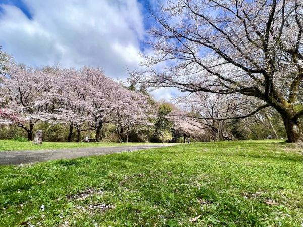 多摩市一ノ宮1丁目(都立桜ヶ丘公園)