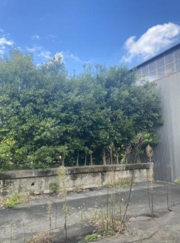 豊橋市大岩町字西郷内の土地