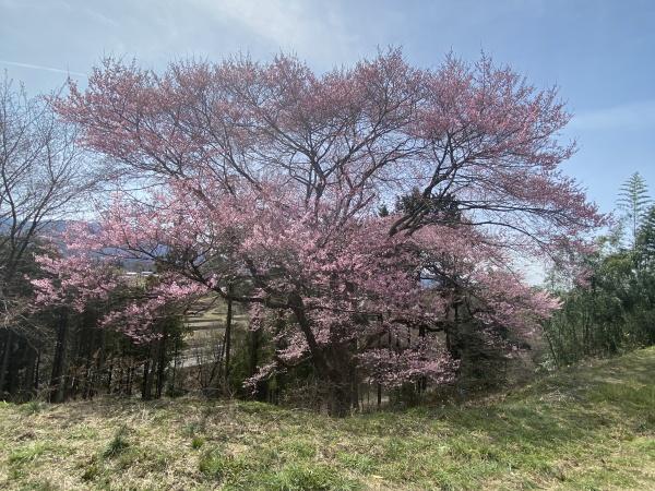 中津川市落合の土地(桜（小彼岸桜）)