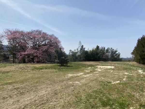 中津川市落合の土地(桜（小彼岸桜）)