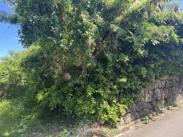 伊良部　長浜多目的施設バス停伊良部前　145坪　畑