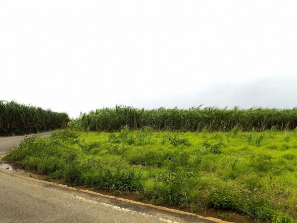 【農地】城辺友利国道沿い　約1.5反　農用地