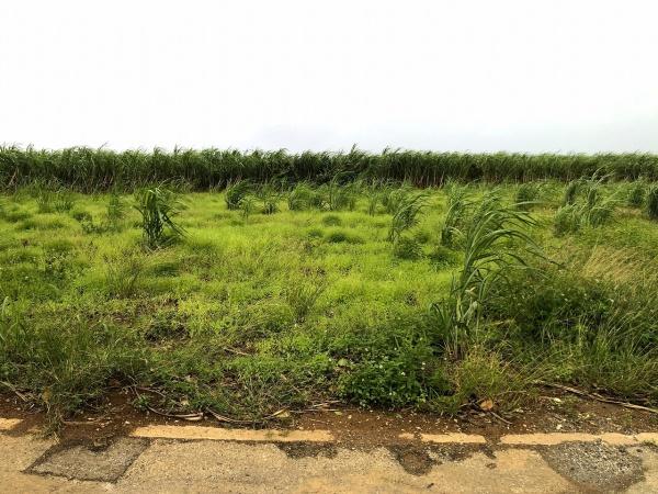 【農地】城辺友利国道沿い　約1.5反　農用地