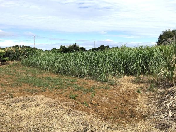 【土地】西仲宗根　添道近く　170坪　畑
