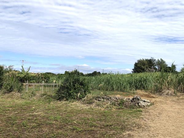 【土地】西仲宗根　添道近く　170坪　畑