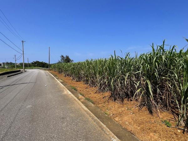 【土地】城辺福里　約529坪　畑