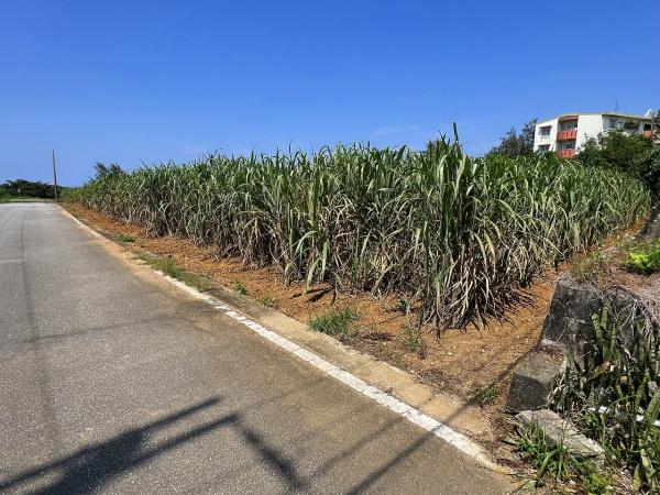 【土地】城辺福里　約529坪　畑