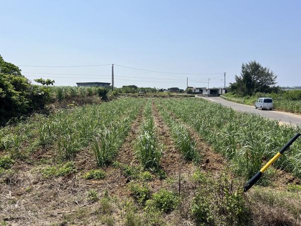 【土地】城辺福里　約1,611坪　原野・畑　古屋あり