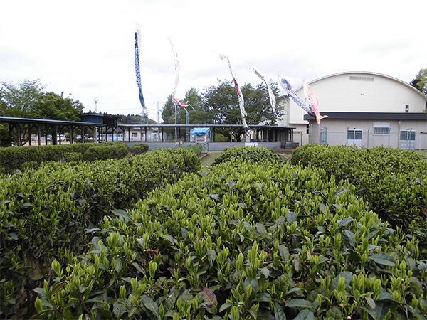 千葉市若葉区大草町 No6(千葉市立坂月小学校)