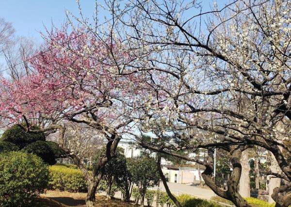 船橋市松が丘4丁目の新築一戸建(北習志野近隣公園)