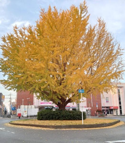 グラファーレ船橋市新高根3丁目1号棟(高根公団駅(新京成線))