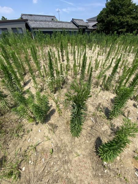 豊田市広美町下之切の売土地